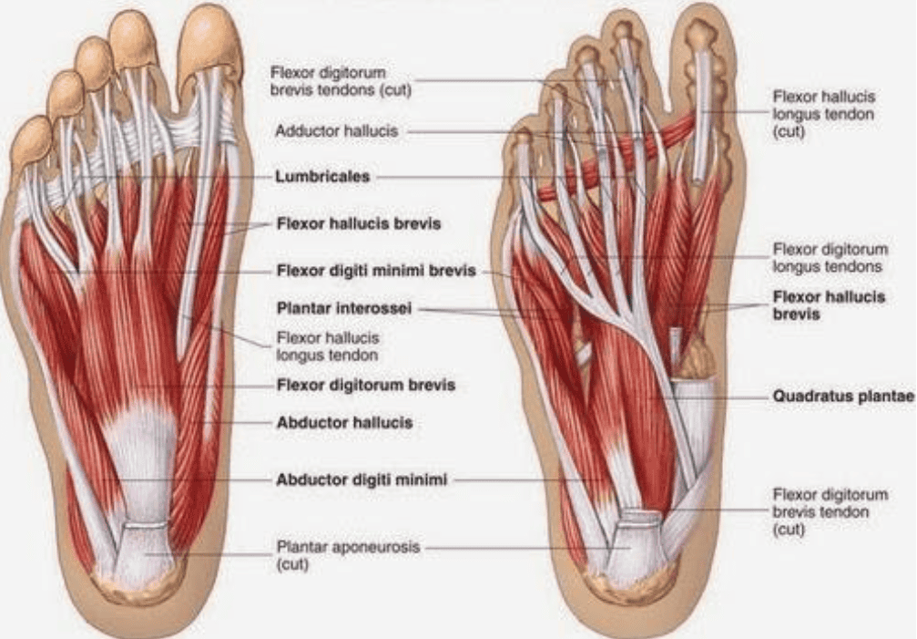 Foot Anatomy Guide Bones Muscles Tendons Explained Foot Anatomy Guide Bones Muscles Tendons Explained
