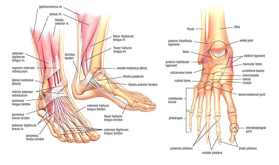 Foot Anatomy Guide Bones Muscles Tendons Explained Foot Anatomy Guide Bones Muscles Tendons Explained