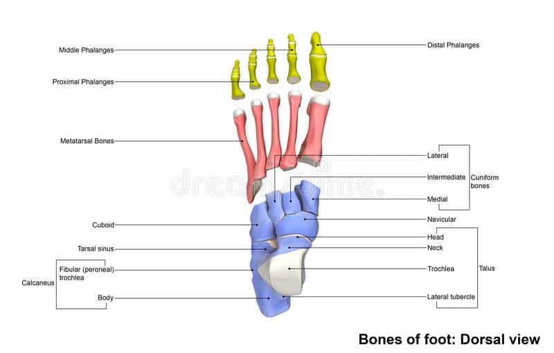 foot bones